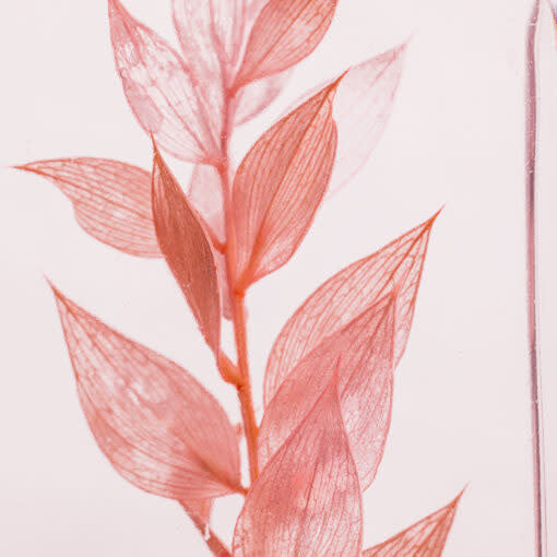 Herbarium - Pink Ruscus